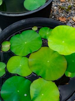 蓮の葉 風景,自然,蓮の葉の写真素材