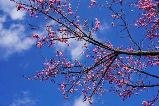 満開の梅の花 満開の梅の花の写真