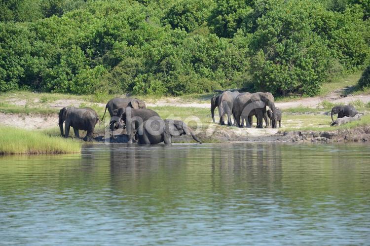 ボツワナのサファリ　川辺のゾウの群れ ゾウ,アフリカゾウ,チョベの写真素材