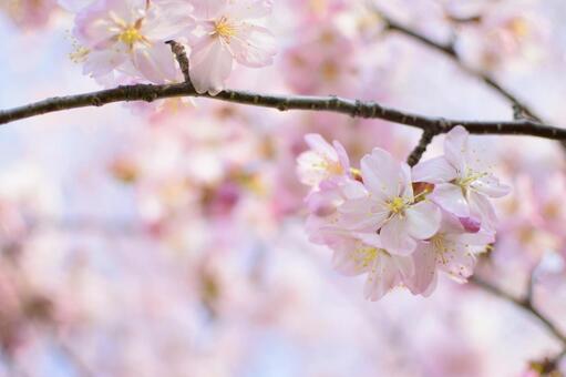 令和元年の桜５の写真