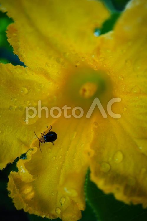 かぼちゃの花と虫 かぼちゃ,黄色,昆虫の写真素材