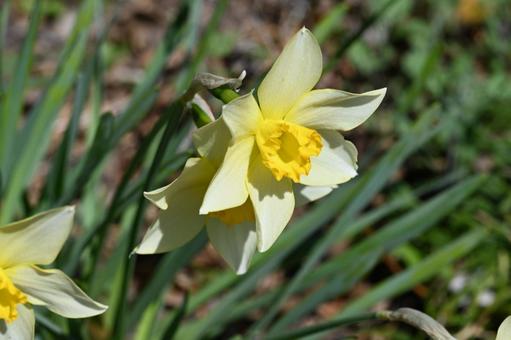 家の庭に咲いた水仙の花 家の庭に咲いた水仙の花の写真