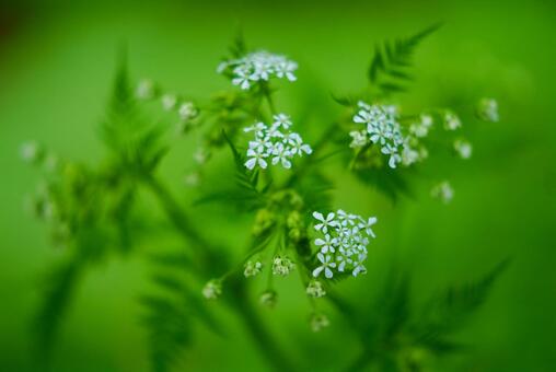 セントウソウの写真