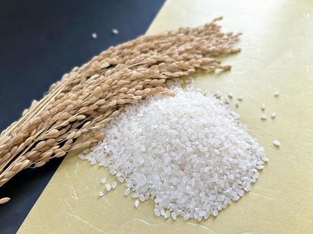 お米と稲穂 12 米,稲穂,新米の写真素材