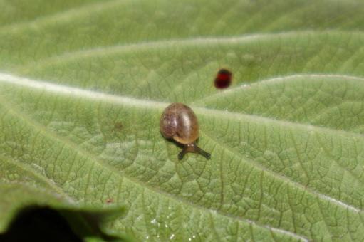 角を出すかたつむりの赤ちゃん(アップ) 角を出すかたつむりの赤ちゃん(アップ)の写真