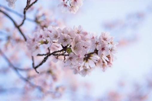 フィルムライクな淡い青空と桜 フィルムライクな淡い青空と桜の写真