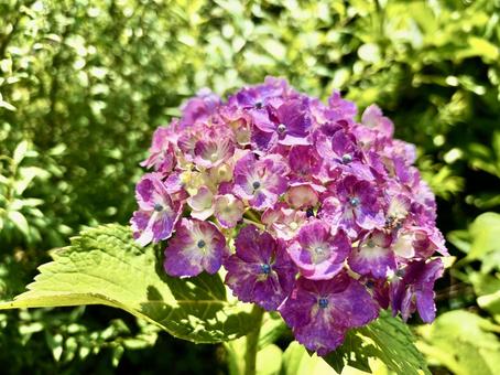 Sunny day hydrangea, JPG Sunny day hydrangea, JPG