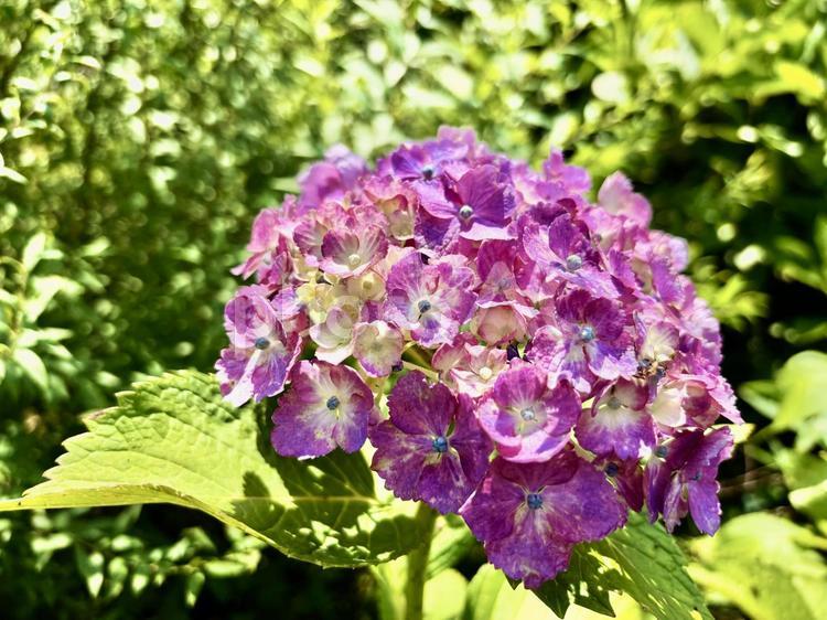 晴れの日アジサイ 紫陽花,あじさい,花の写真素材