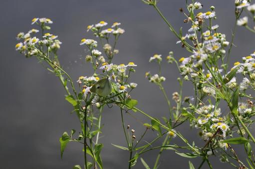 花に止まるモンシロチョウ 花に止まるモンシロチョウ ちょうちょ,モンシロチョウ,花の写真素材