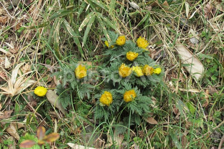 ３月初旬、つぼみ状のフクジュソウ フクジュソウ,花,植物の写真素材