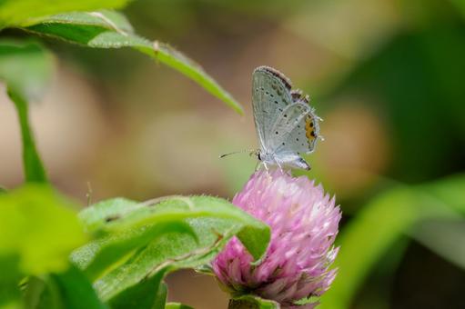 Photo, butterfly, short-tailed blue, insect, 