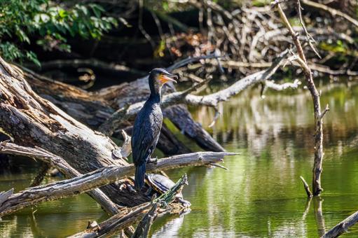カワウ(22) 鳥,カワウ,野鳥の写真素材