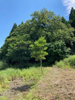 荒れ地に立つ樹 荒れ地に立つ樹の写真