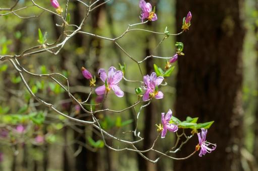 森のピンクの花の写真