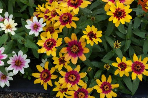 ジニア・プロフュージョン ジニア・プロフュージョン,秋の花,花壇の写真素材