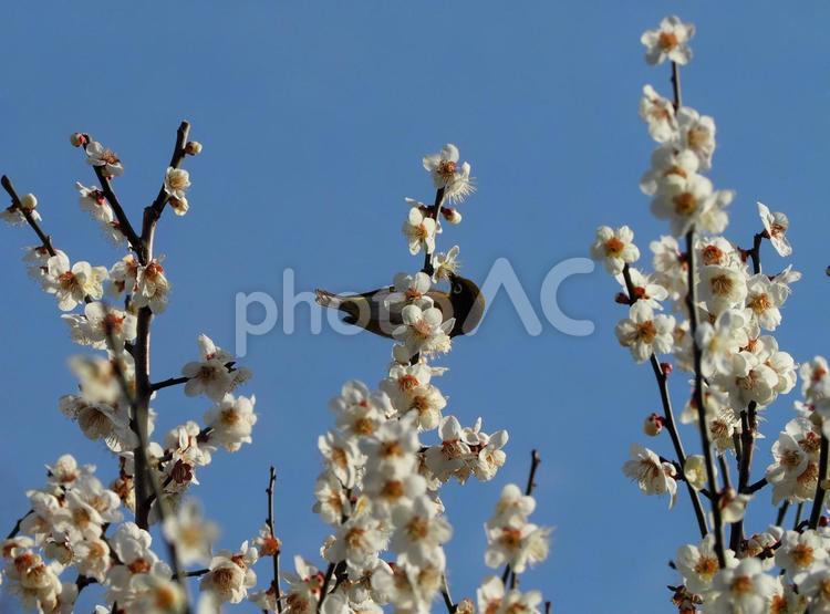 白梅の蜜を吸うウグイス ウグイス,鶯,白梅の写真素材