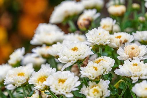 白い小菊の群生 白い小菊の群生 小菊,菊,白の写真素材
