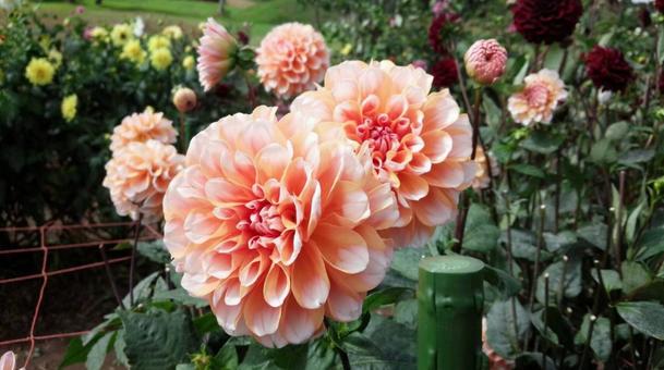 花 花 写真,花,旅行の写真素材