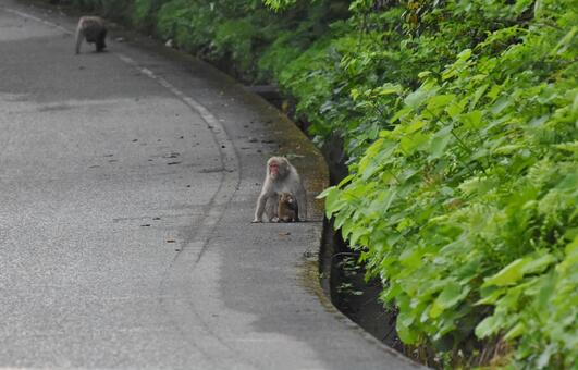サルの親子の写真