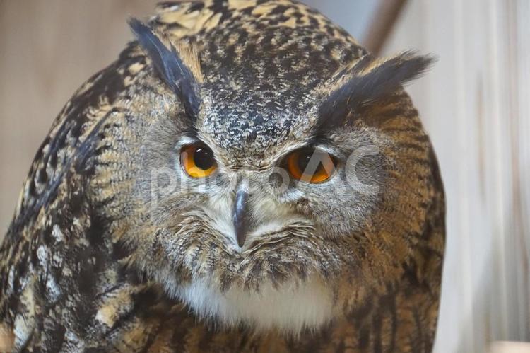 見つめてくるワシミミズク ベンガルワシミミズク,ワシミミズク,ミミズクの写真素材