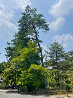 青々とした木々 木々,緑,風景の写真素材