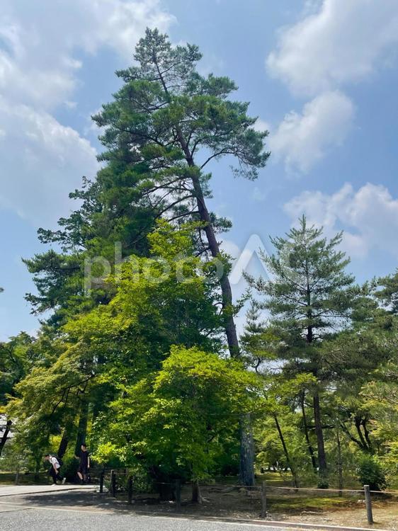 青々とした木々 木々,緑,風景の写真素材