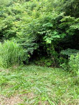 草刈り 森 自然 草刈り 森 自然の写真