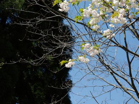 山と桜 春,桜,山の写真素材