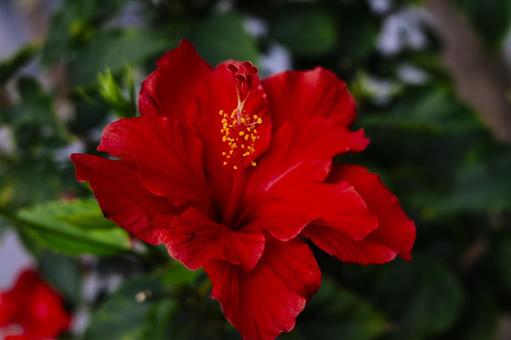 ハイビスカス ハイビスカス,那覇,那覇市の写真素材