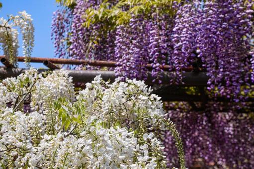 藤の花 藤の花 藤,藤の花,藤棚の写真素材