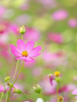 Cosmos, JPG