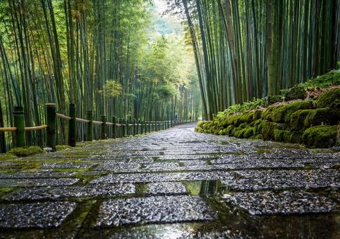 苔石と竹垣が続く竹林の道 苔石と竹垣が続く竹林の道の写真