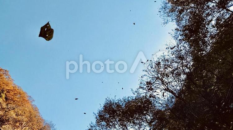秋の風景　紅葉と落ちてくる葉っぱ 秋の風景,秋のイメージ,紅葉の写真素材