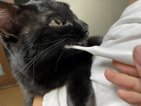 歯磨きする黒猫 黒猫,歯磨き,猫の写真素材