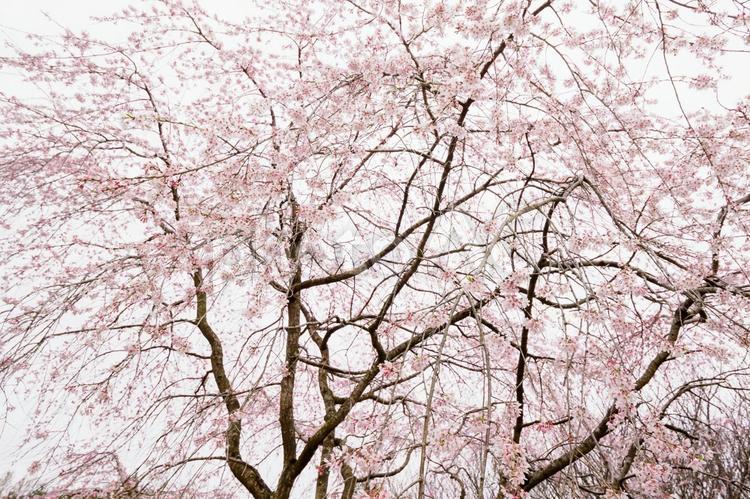 枝垂れ桜 透過光,春,桜の写真素材