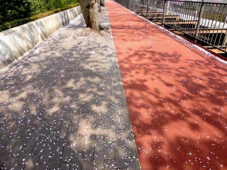 大船郵便局付近の砂押川・2色の遊歩道 大船郵便局付近の砂押川・2色の遊歩道 道,歩道,遊歩道の写真素材