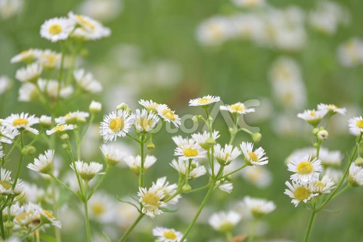 雨上がりの初夏の風...《花は咲く》 花,野花,花びらの写真素材