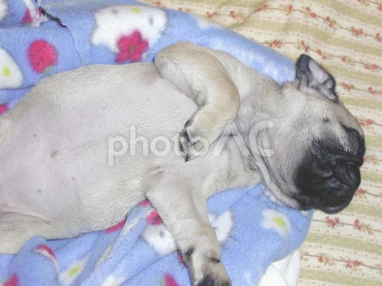 パグの赤ちゃんの可愛い寝相いろいろ パグ,犬,ペットの写真素材