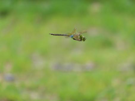 ギンヤンマの飛翔④ ギンヤンマの飛翔④の写真