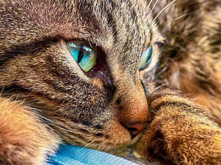 横ねこ 横ねこの写真