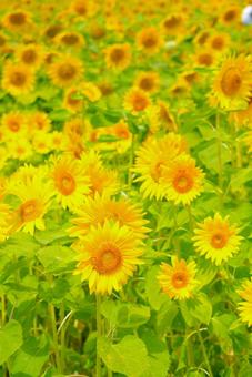 向日葵 向日葵 向日葵,ひまわり,夏の写真素材