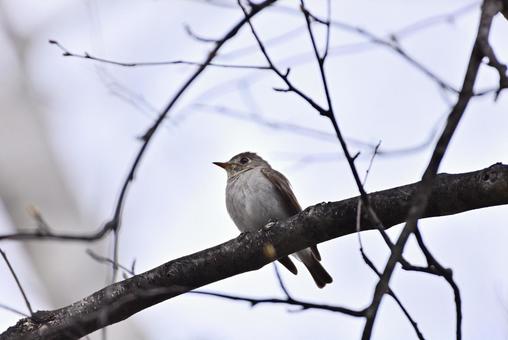 Photo, বাদামী ফ্লাই ক্যাচার, বন্য পাখি, পাখি, 