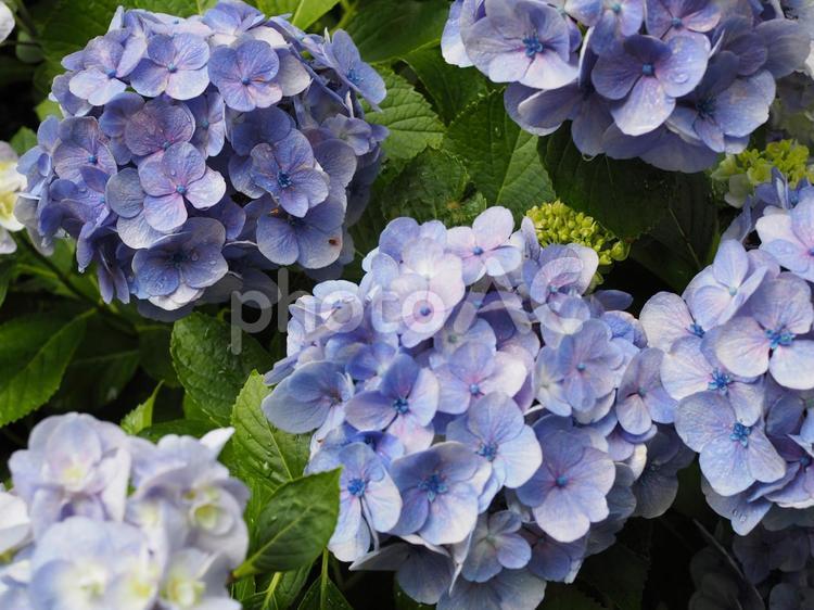 雨に濡れた紫陽花（アジサイ） アジサイ,紫陽花,あじさいの写真素材