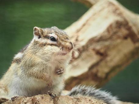 シマリス シマリス シマリス,リス,りすの写真素材