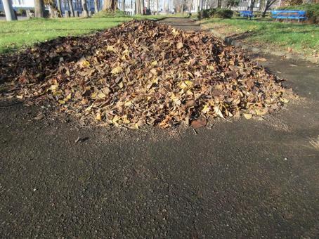 落ち葉の山 落ち葉,霜,冬の写真素材