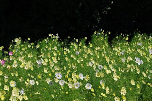 コスモス満開 コスモス満開の写真