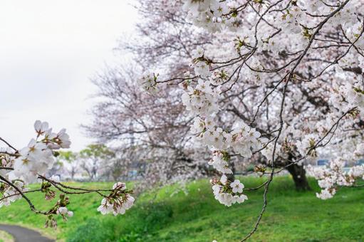 咲きはじめた公園のソメイヨシノ 咲きはじめた公園のソメイヨシノの写真