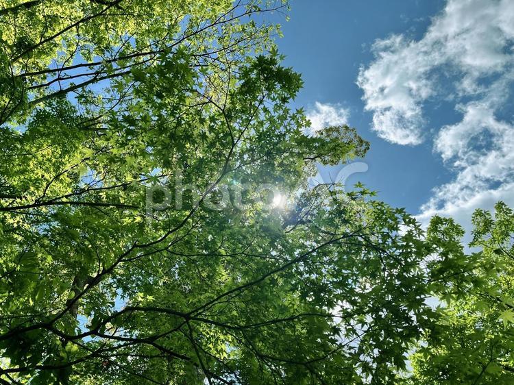 木漏れ日の春の森 森,木,山の写真素材