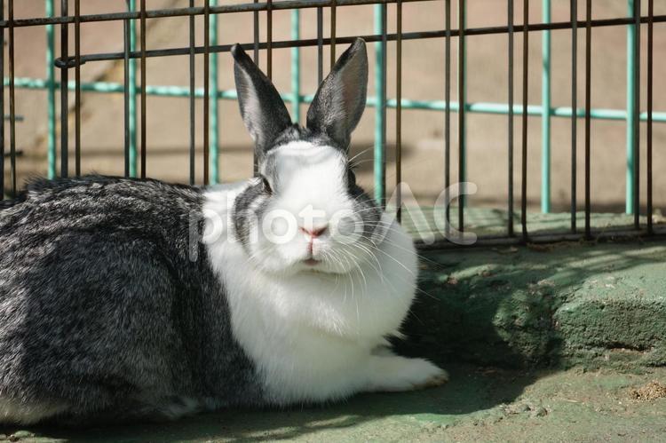 ウサギ小屋で飼育しているウサギ ウサギ,ウサギ小屋,飼育の写真素材