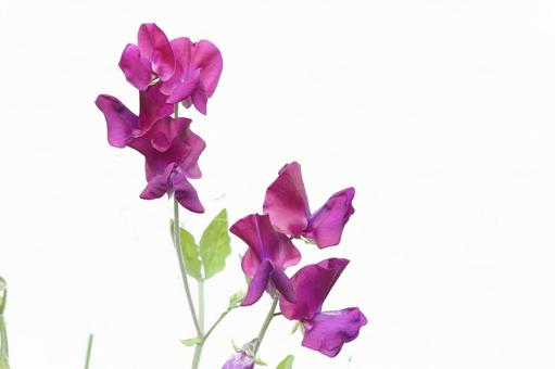 スイートピーの花 スイートピーの花の写真